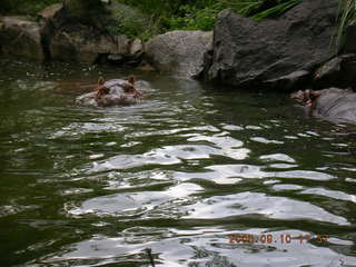 Philadelphia Zoo -- hippopotamoi