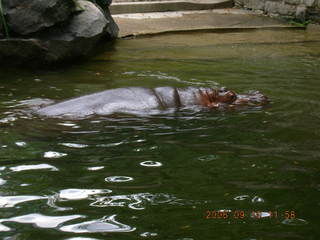 Philadelphia Zoo -- penguins