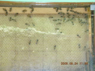 Morris Arboretum -- bees in apiary