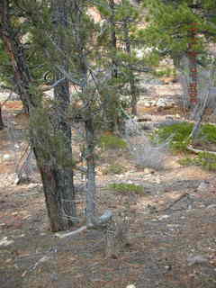 Bryce Canyon -- Peek-a-boo loop