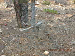 Bryce Canyon S-shaped tree