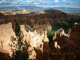 Bryce Canyon S-shaped tree