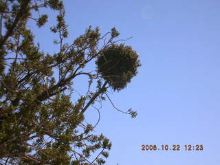 Sedona tree formation