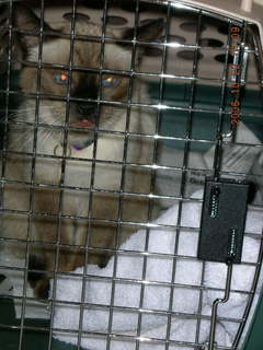 Siamese cat in travel cage