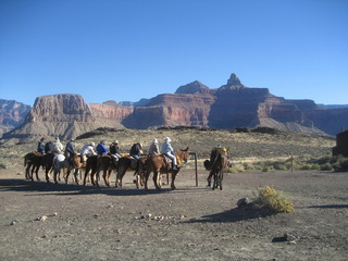 Christoph G. picture -- Grand Canyon and mules