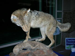 stuffed coyote -- MSC