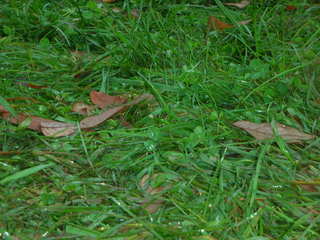 Shore AC XC -- Thompson Park -- muddy ground