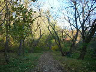 Tookany Creek Park run