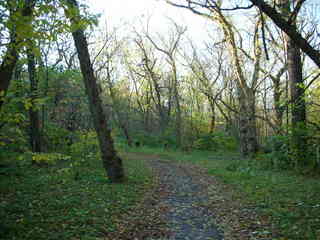 Tookany Creek Park run