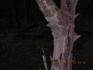 fungus growing on a dead tree