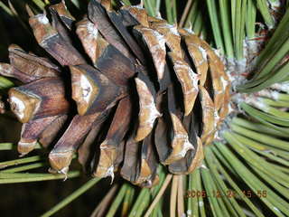 Zion National Park -- pine cone closeup