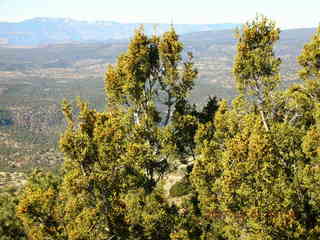 Payson run