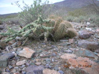 Cave Creek hike -- crested hedgehog cactus