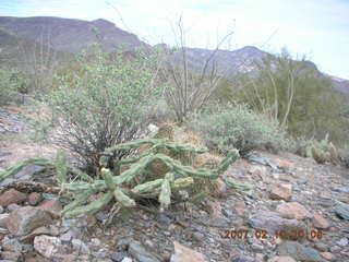 Cave Creek hike -- crested hedgehog cactus