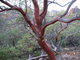 Sedona -- Secret Canyon hike -- Manzanita tree