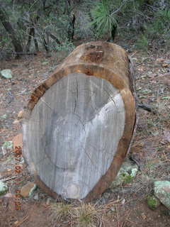 Sedona -- Secret Canyon hike