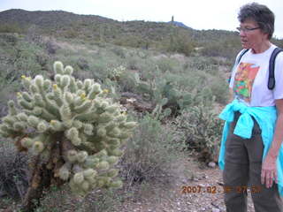 Cave Creek hike -- cholli about to bloom -- Bev