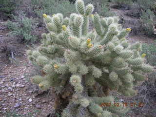 Cave Creek hike -- cholla about to bloom