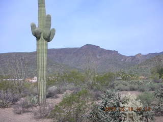Cave Creek hike -- cholla about to bloom