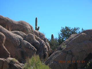 Bagdad run - saguaro cacti