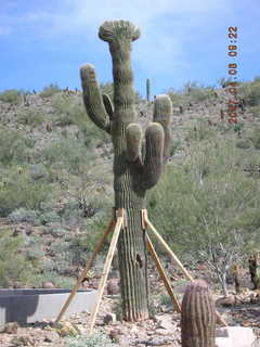 crested saguaro at Lost Dog Wash