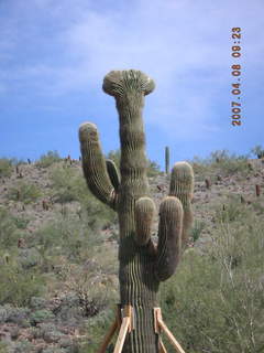 crested saguaro at Lost Dog Wash