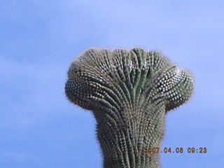 crested saguaro at Lost Dog Wash