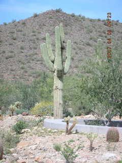 giant saguaro at Lost Dog Wash