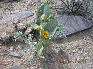 cactus in bloom at Lost Dog Wash