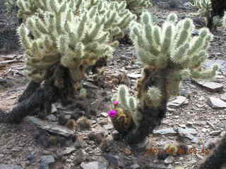 cactus in bloom at Lost Dog Wash