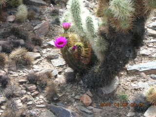 crested saguaro at Lost Dog Wash