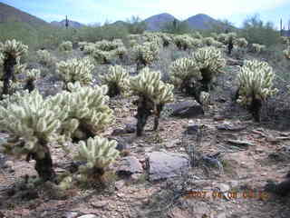 crested saguaro at Lost Dog Wash