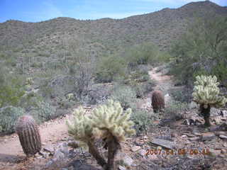 crested saguaro at Lost Dog Wash