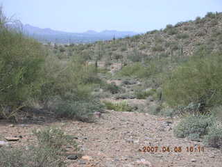 crested saguaro at Lost Dog Wash