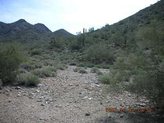 cactus in bloom at Lost Dog Wash