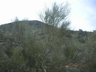 cactus in bloom at Lost Dog Wash