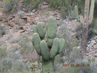 saguaro cactus at Lost Dog Wash