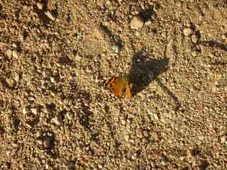 butterfly at Arches National Park