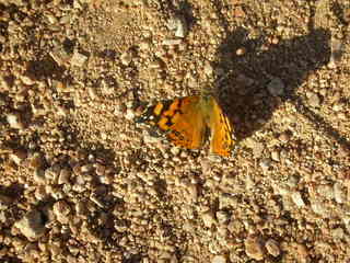 7 64q. Camelback summit - butterfly