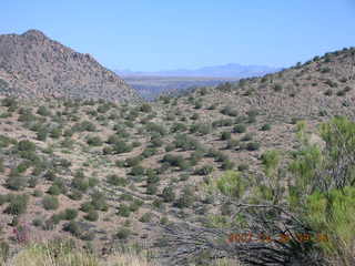 Bagdad run - prickly pear cactus in bloom
