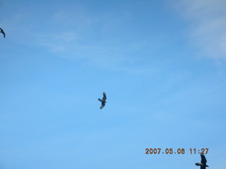 Grand Canyon West - birds in flight