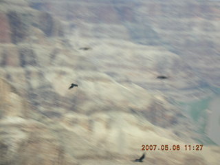 Grand Canyon West - birds in flight in canyon