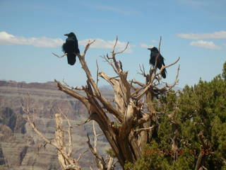 Grand Canyon West - birds