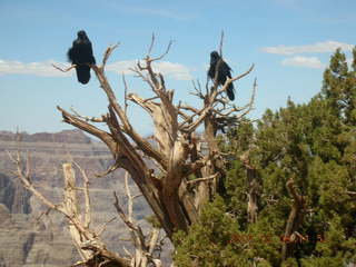 Grand Canyon West - birds