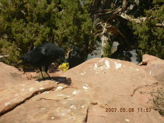 Grand Canyon West- birds