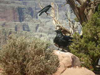 Grand Canyon West - birds