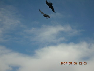 Grand Canyon West - birds in flight in canyon