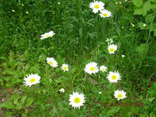 Welch, Minnesota, run - flowers