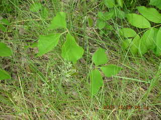 Welch, Minnesota, run - poison ivy