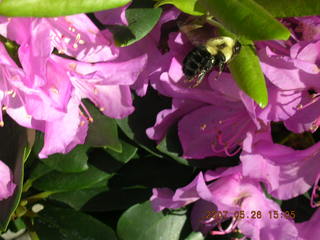 Welch, Minnesota - flowers - bumblebee